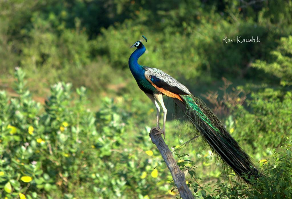 Sigiriya Peacock Homestay Экстерьер фото